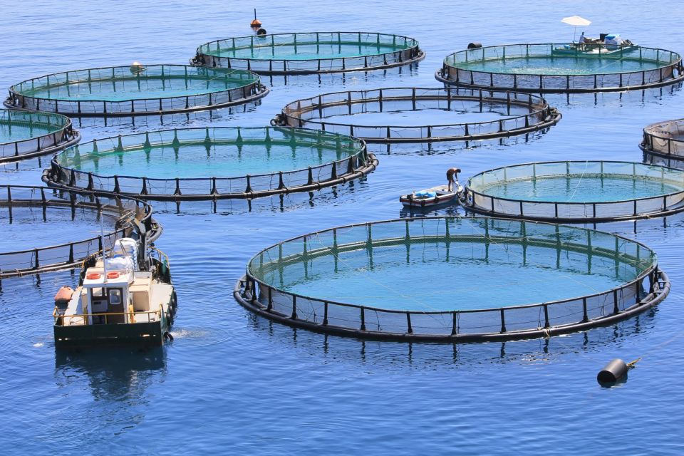 kinarca_AQUACULTURE