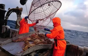 Cangrejeros | Kinarca